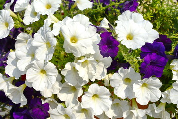 Wall Mural - A petunia plant with flowers. Petunia, Petunias in the tray,Petunia in the pot, multicolor petunia