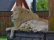Biały lew z dwiema lwicami.