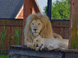 Biały lew z lwicą.