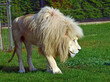 Spacerujący biały lew.