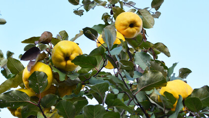 Wall Mural - Quince (Cydonia oblonga) ripens on the branch of the bush