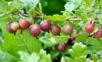 Canvas Print - Branch of gooseberries with berries