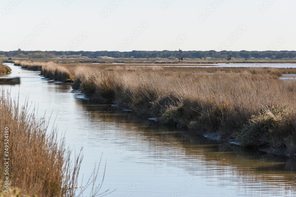 views-of-the-inside-of-the-diaccia-botrona-natural-reserve-castiglione