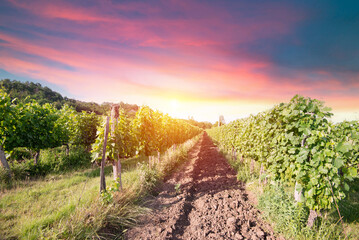 Wall Mural - Beautiful vineyards at sunset in Tuscany, Italy. High quality photo