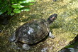 Żółw wychodzący z wody.