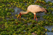 Yellow-billed Stork (Mycteria ibis) feeding on fish in shallow lagoons at the seat of the rainy season in South Luangwa National Park, Zambia