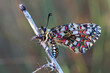 Zerynthia rumina butterfly, from the family Papilionidae