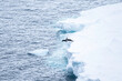 Penguin jumps off Iceberg