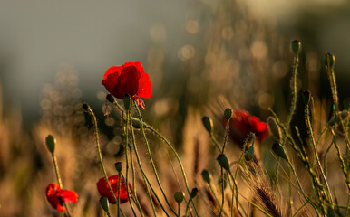 Sticker - poppies in the field