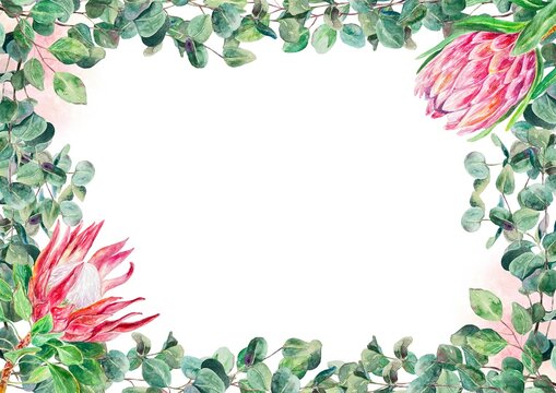 Protea watercolor frame, horizontal. Hand drawn pink flowers with eucalyptus isolated on white background. Cards, wedding invitations, labels, covers.