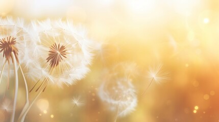 Wall Mural - Abstract blurred nature background dandelion seeds parachute