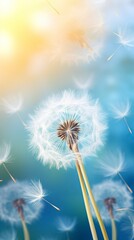 Wall Mural - Abstract blurred nature background dandelion seeds parachute