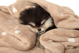 Fototapeta Koty - Pomeranian puppy in a soft plaid