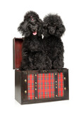 Fototapeta Koty - Black poodle puppies sitting together in a chest