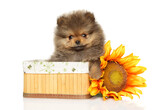 Fototapeta Koty - Pomeranian puppy in a wicker basket