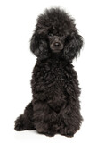 Fototapeta Koty - Black poodle puppy portrait