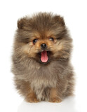 Fototapeta Koty - Pomeranian Spitz puppy yawns