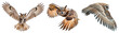 The owl is flying. Wingspan. Set of owl isolated on the transparent background.