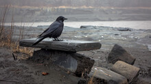 Black Bird Ona Bench In The Beach