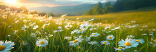 Beautiful Spring And Summer Natural Panoramic Pastoral Landscape With Blooming Field Of Daisies In The Grass In The Hilly Countryside.