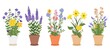 Flowers pot. Nature cartoon illustration of flowers and leaves beautiful collection. Blossom plant, botanical flowerpot