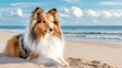 Hund liegt am Strand im Hintergrund Meer 