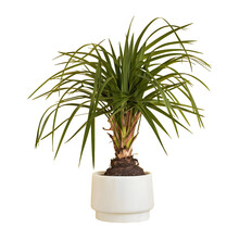 Ponytail Palm In A Pot, Isolated, White Background