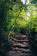 Escaleras entre el bosque
