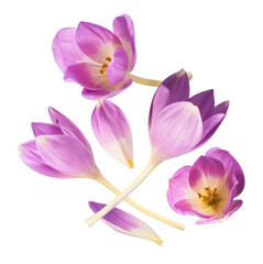 Wall Mural - Fresh purple crocus flower falling in the air isolated. Beautiful purple flowers levitating or zero gravity.