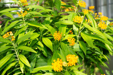 Wall Mural - Asclepias plant in bloom at the conservatory