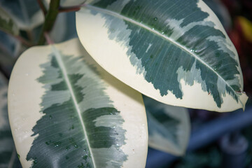 Canvas Print - likely rubber plant (Ficus elastica) with variegated white cream yellow and green leaves close up