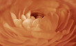 Nahaufnahme von den Blütenblättern einer Anamone in Peach Fuzz