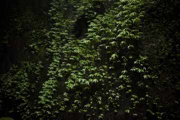 Close-up of rocks and stones in the jungle covered with moss and green plants.