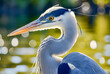 Great Heron Ardea cinerea in river, World Wildlife Day, March 