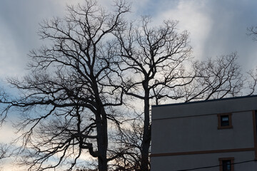 Canvas Print - trees in the city