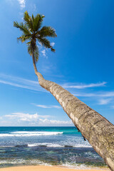 Sticker - Palm tree against sky