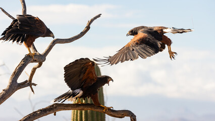 Three Harris Hawks gather on the branches of a dead tree with the top of a saguaro cactus and clouds in the background. The hawk in the center has his beak open in an objection towards the others.