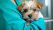 Adorable Puppy in Veterinarian's Care - Pet Health and Wellness