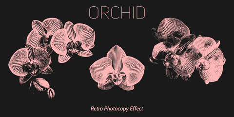 Vintage set of different orchids with a retro photocopy effect. Y2k grunge flower elements with a grainy effect and stippling. Vector illustration.