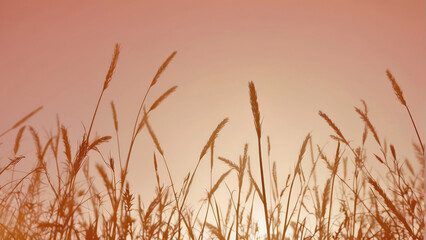 Naklejka na meble Ears of rye against the sky