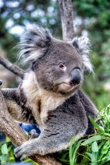 Canvas Print - Hobart, Australia