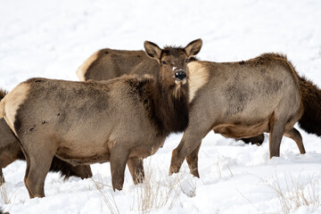 Wall Mural - Cow elk (Cervus canadensis); Nat Elk Refuge; Wyoming 