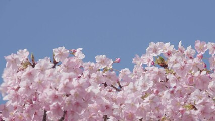 Wall Mural - 河津桜