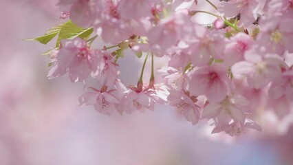 Wall Mural - 河津桜