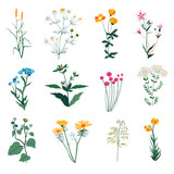 Fototapeta Pokój dzieciecy - Plants and herbs, wild vegetation and botany bloom