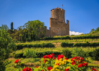 Canvas Print - View onto the medieval Castle of Kaysersberg with grapevines and flowers in foreground, Kaysersberg Vignoble, France, village on Alsatian Wine Route