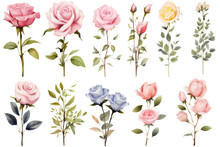 A Collection Of Watercolor Roses Flowers Isolated On Transparent Background.