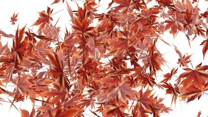 Wall Mural - autumn leaves transition with transparent background
