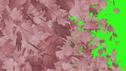 Wall Mural - autumn leaves falling with green screen background animation