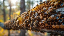 Bee Hive On A Tree